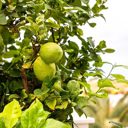 Ellen View A Heated Pool Luxury *